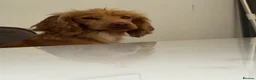 Cocker Spaniel dogs for sale: 🐾 SHOW COCKER SPANIEL PUPPIES FORSALE 🐾  in Wisbech - Advert 15
