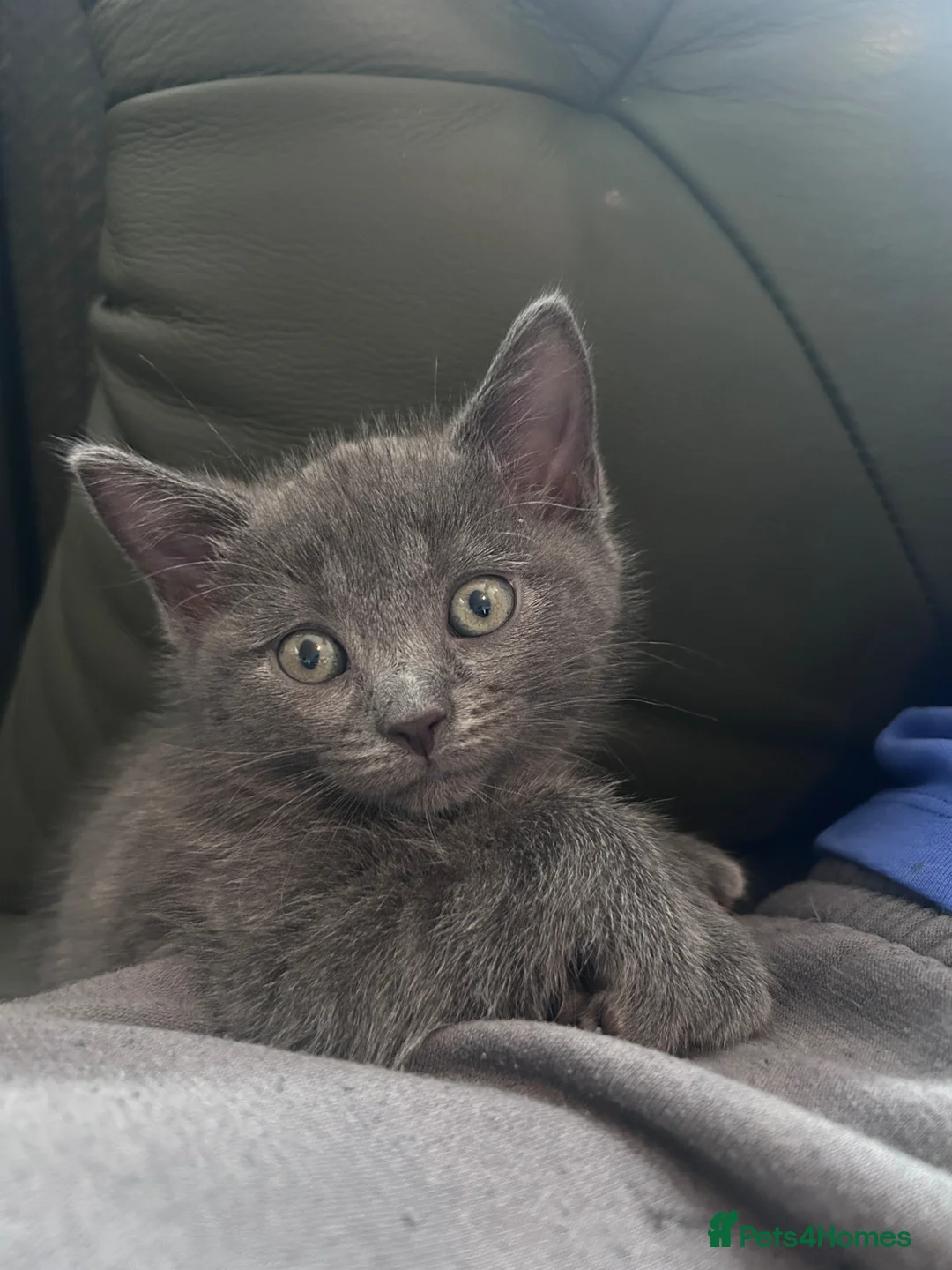 Mixed Breed cats for sale: British shorthair x bengal  - Advert 30