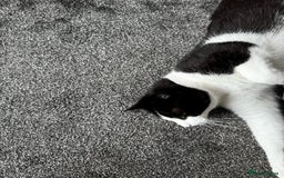 Mixed Breed cats for sale: Oreo FREE - Image 2