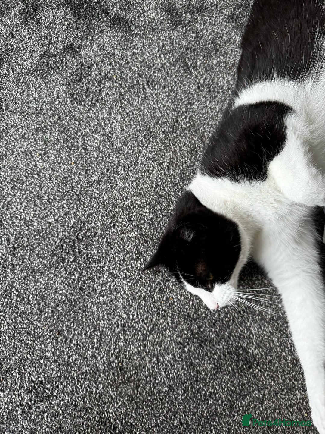 Mixed Breed cats for sale: Oreo FREE - Image 2