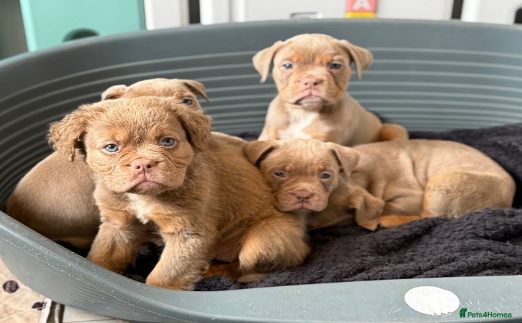 Olde English Bulldogge dogs - Advert 1