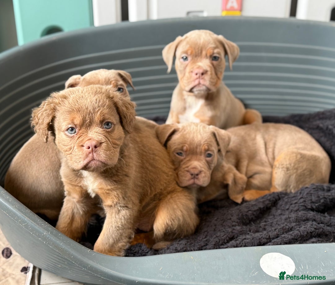 Olde English Bulldogge dogs for sale: Olde English bulldog puppies READY NOW - Image 1