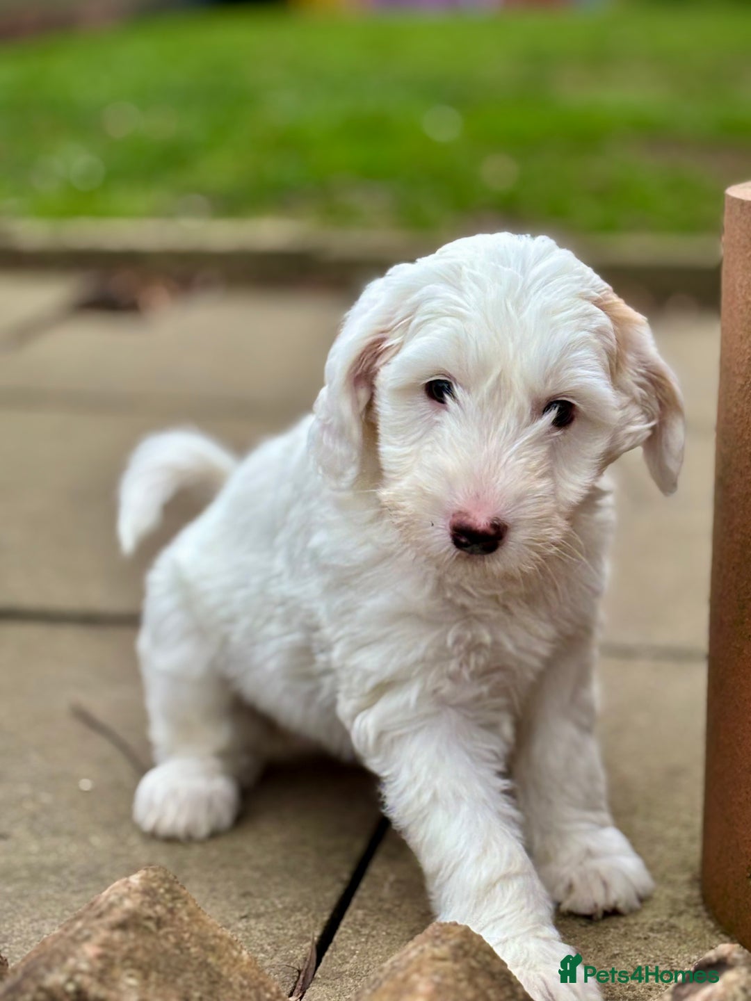 Australian Labradoodle dogs for sale: Exceptionally bred for Health! Temperament! Looks! - Advert 18