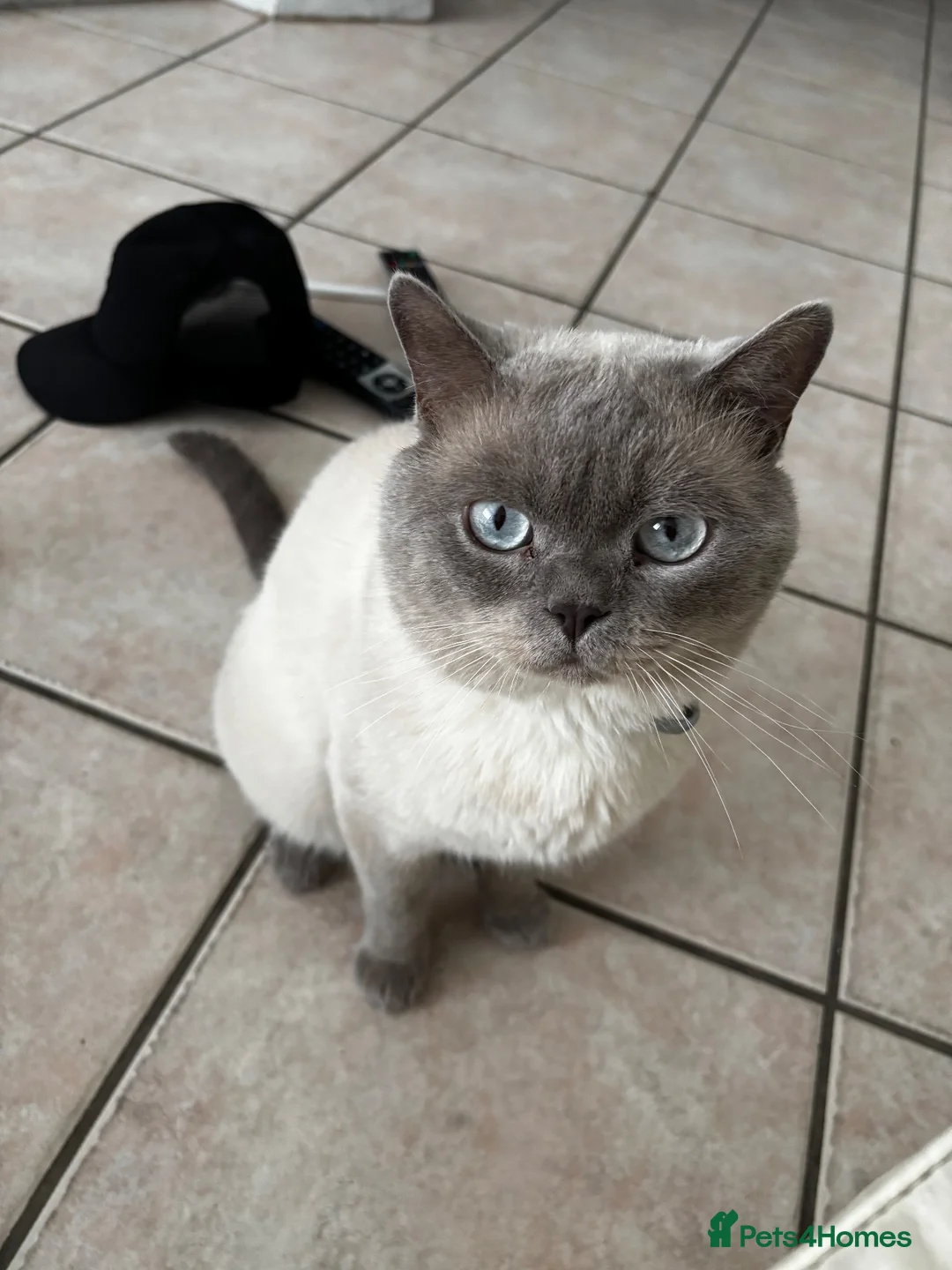 British Shorthair cats for sale: British shorthair male  - Advert 3