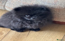 Pomeranian dogs for sale: Kc jet black Pomeranian male Merlin  - Image 3