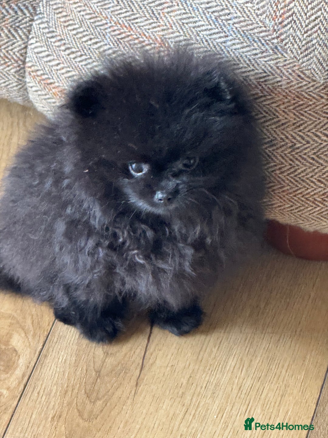 Pomeranian dogs for sale: Kc jet black Pomeranian male Merlin  - Image 3