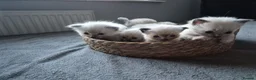 Ragdoll cats for sale: Purebred Ragdoll Kittens, Vaccinated  & Microchipp in Bradford - Advert 10