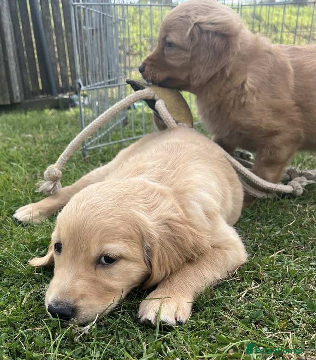 Golden Retriever dogs for sale: Beautiful KC Golden Retriever Puppies - Image 15