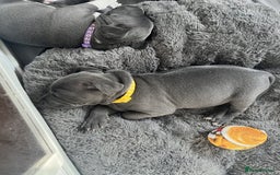 Staffordshire Bull Terrier dogs for sale: Full pedigree blue Staffordshire Bullterrier - Image 3