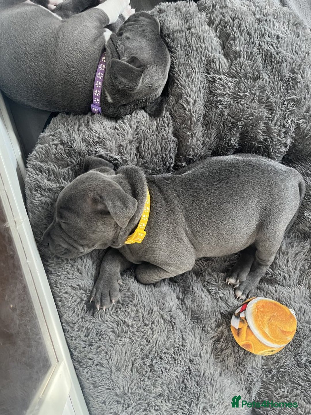 Staffordshire Bull Terrier dogs for sale: Full pedigree blue Staffordshire Bullterrier - Image 3