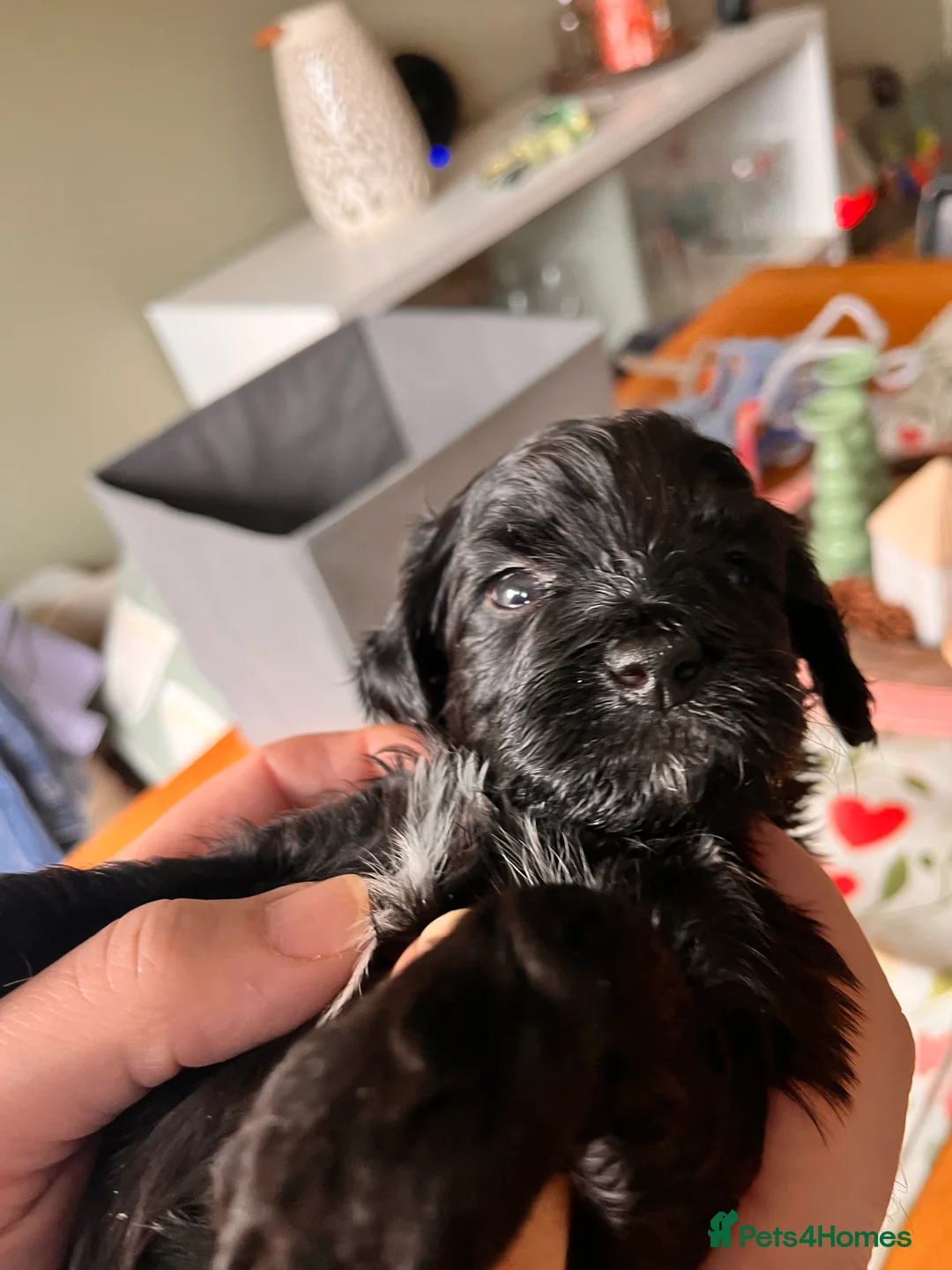 Mixed Breed dogs for sale: Stunning black Australian labradoodle pups - Advert 7