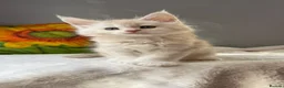Maine Coon cats for sale: Beautiful litter of 7 Maine Coon kittens  - Advert 23