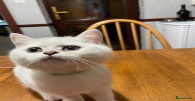 British Shorthair cats - Advert 11