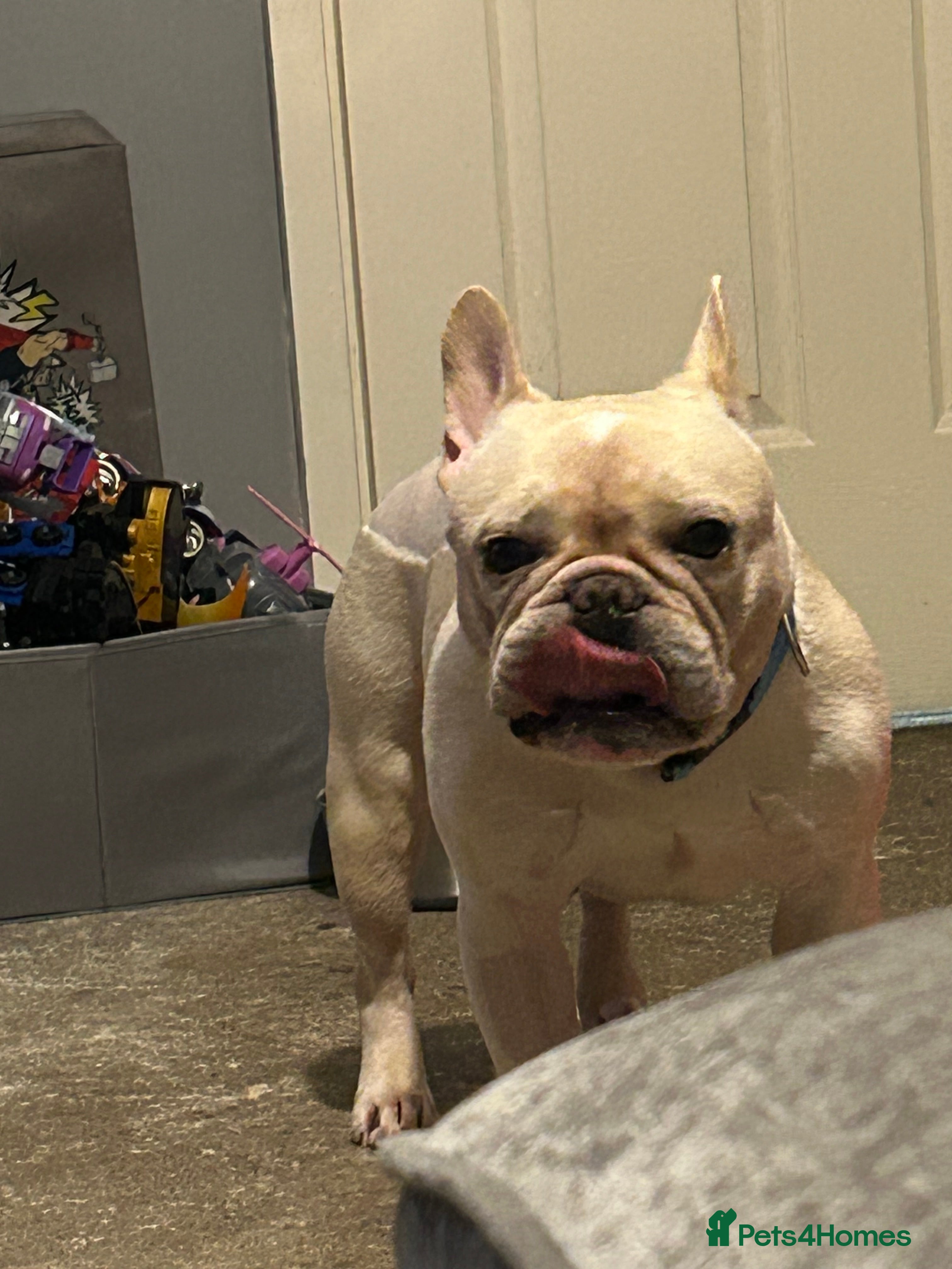 French Bulldog dogs French bulldog - Advert 3