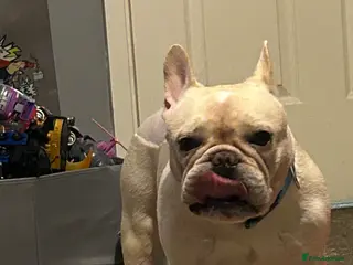 French Bulldog dogs French bulldog - Advert 3