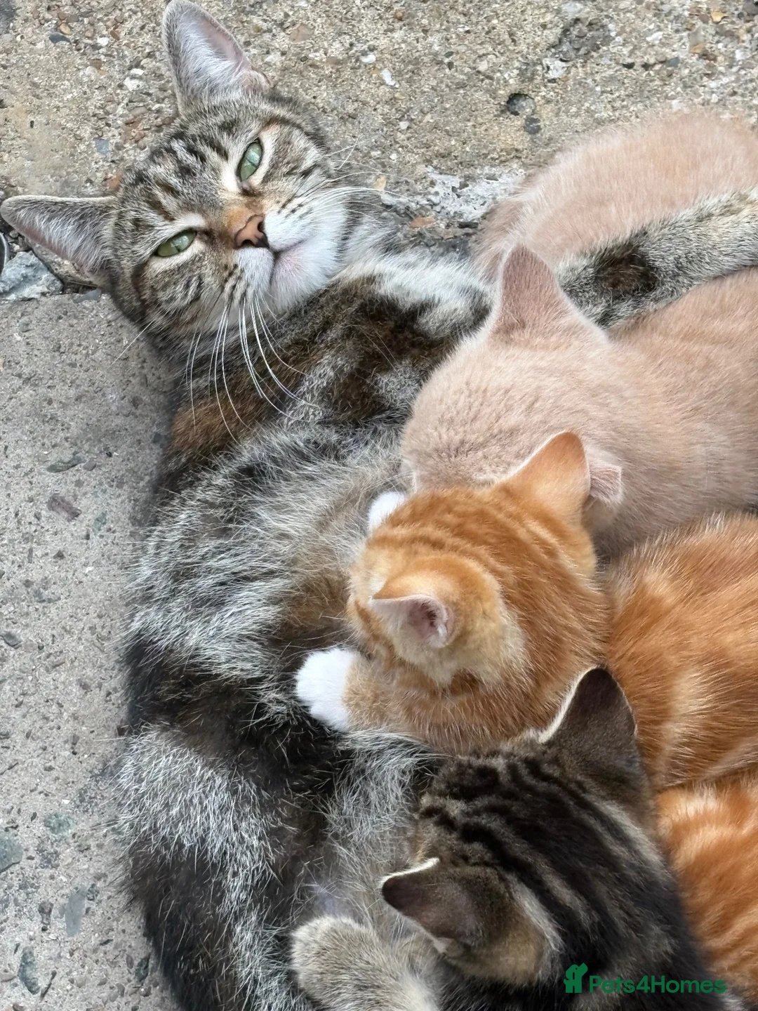 Bengal cats for sale: 5 beautiful mixed Bengal and Russian Angora. - Advert 17