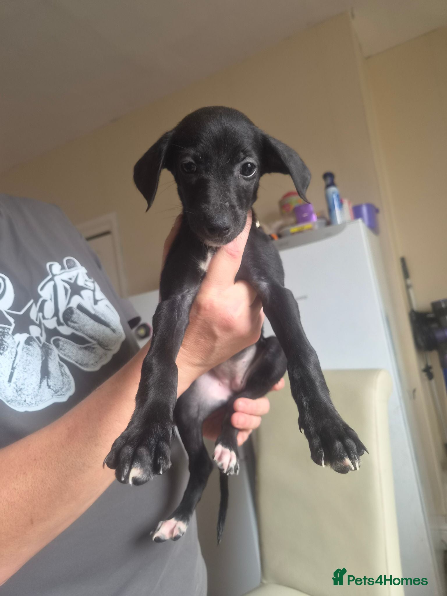 Mixed Breed dogs 2 lurcher puppies for sale - Advert 1