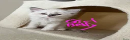 Ragdoll cats for sale: Pure ragdoll 7 weeks old clearance sale London  - Advert 28