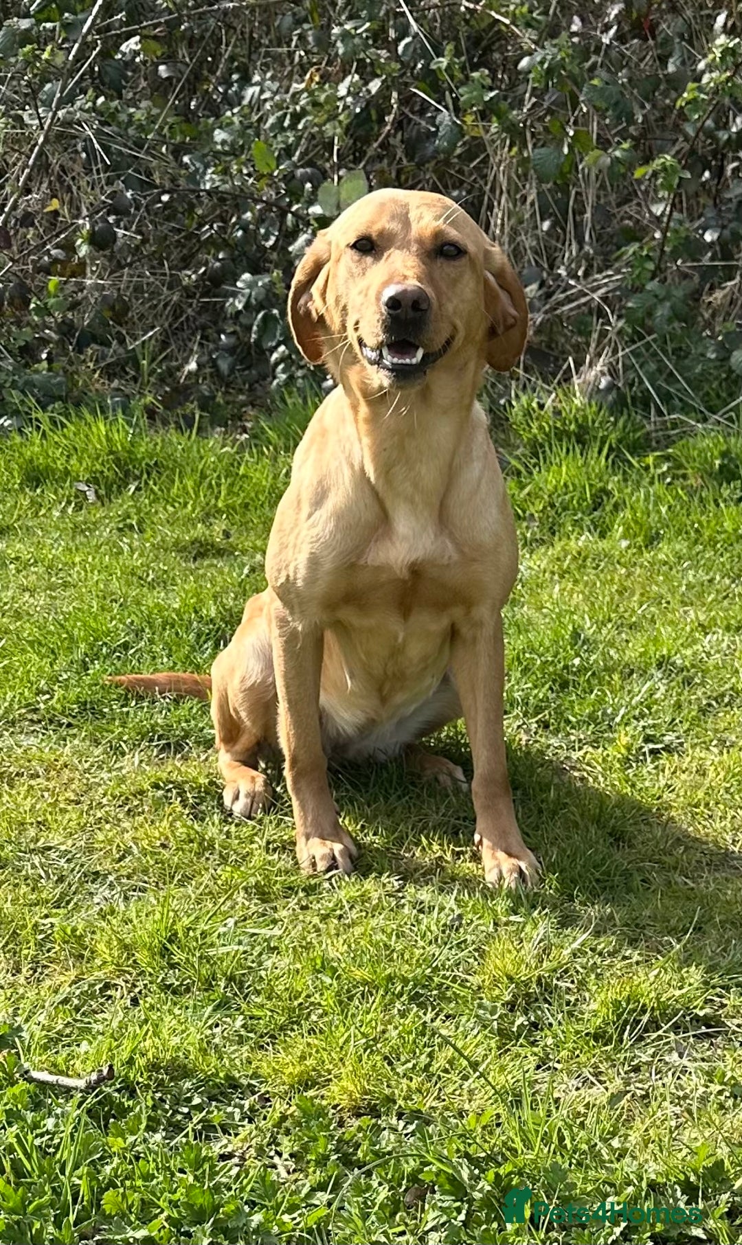 Labrador Retriever dogs for sale: Labrador puppies kennel Club registered - Image 14