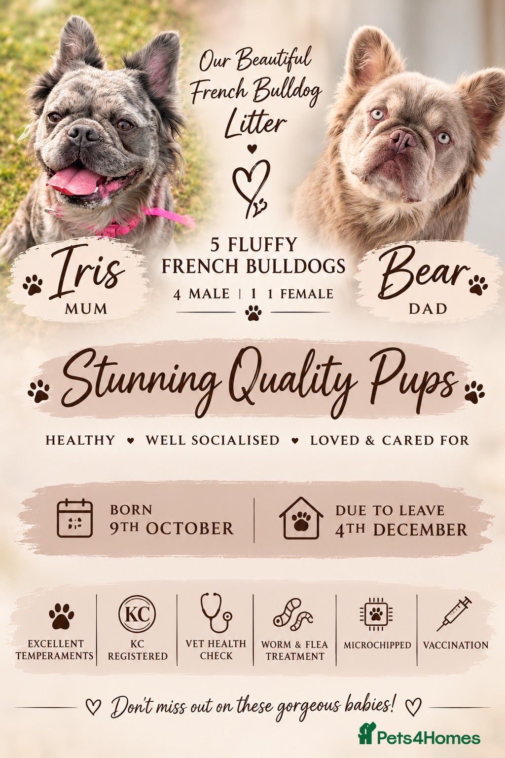 French Bulldog dogs Fluffy French bulldog pups - Advert 2