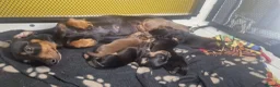 Dachshund dogs for sale: Mini Daxies home bred - Advert 4