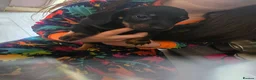 Dachshund dogs for sale: Dachshund puppies  - Advert 3