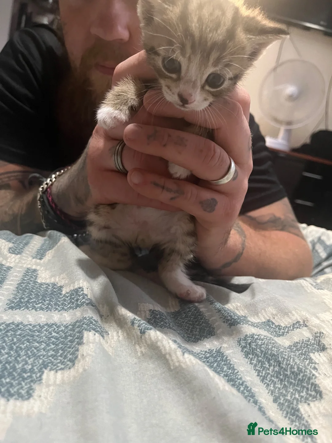 Bengal cats for sale: Bengal cross kittens - Advert 2