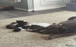 Mixed Breed cats for sale: Kittens - Image 12