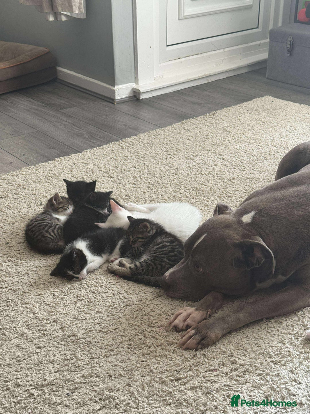 Mixed Breed cats for sale: Kittens - Image 12