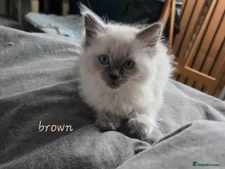Ragdoll cats 2 Gorgeous Ragdoll Kittens - Advert 9