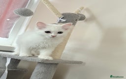 Persian cats for sale: Fluffy indoor kittens-Persian&Main Coon cross  - Image 6