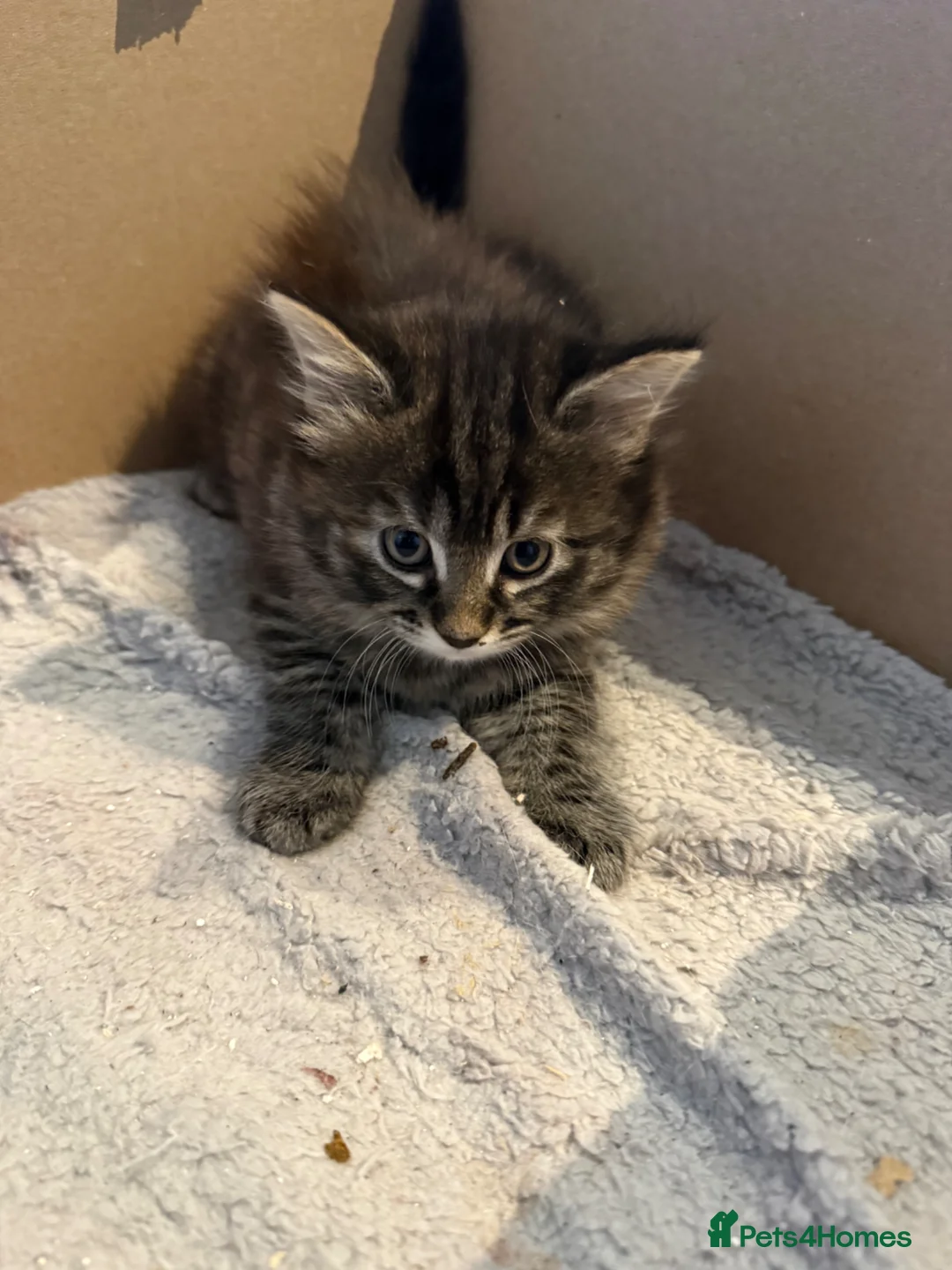 Mixed Breed cats for sale: Female kitten for sale in Saltash - Advert 2