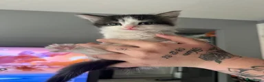 Male Kitten