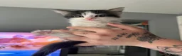 Mixed Breed cats for sale:    Playful Kittens Looking For Forever Homes - Advert 4