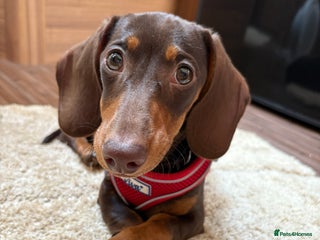 Miniature Dachshund dogs KC MINIATURE DACHSHUND - Advert 18