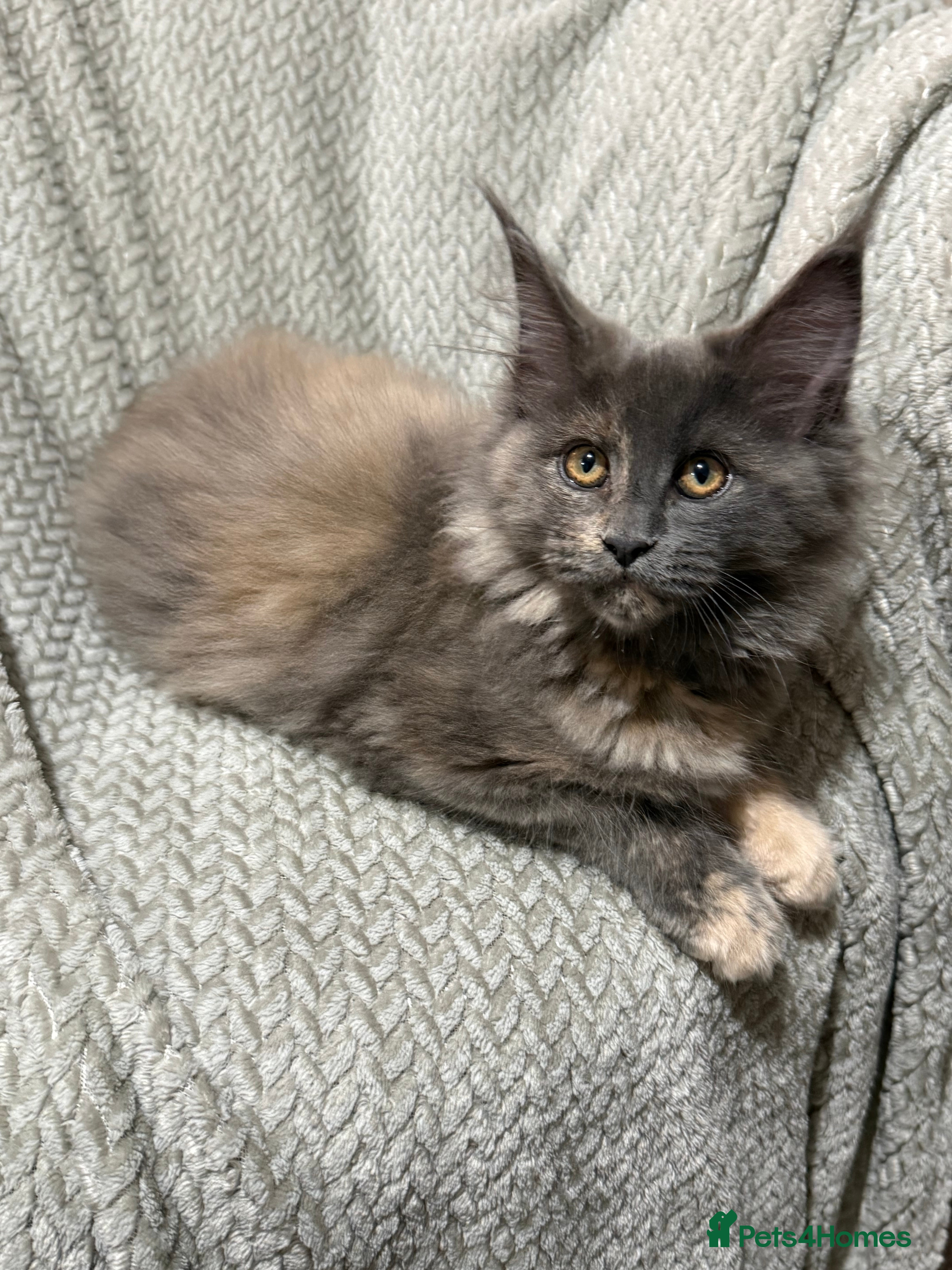 Maine Coon cats Beautiful XL Maine Coon Kittens - Advert 1