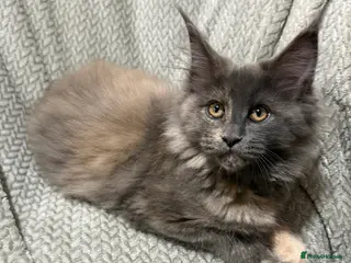 Maine Coon cats Beautiful XL Maine Coon Kittens - Advert 1