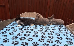 Netherland Dwarf rabbits for sale: 3 Netherland Dwarf bunnies ready 4 forever homes  - Image 5