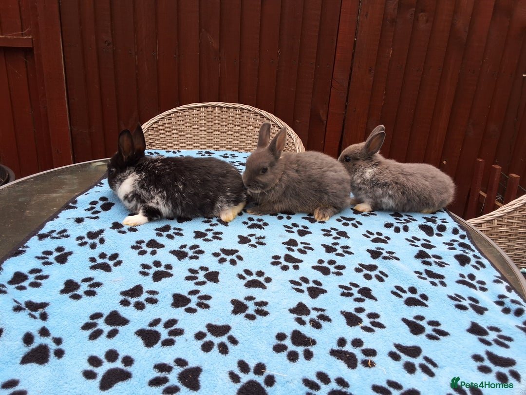 Netherland Dwarf rabbits for sale: 3 Netherland Dwarf bunnies ready 4 forever homes  - Image 5