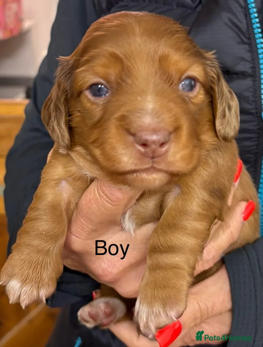 Dachshund dogs for sale: Long hair dachshunds  - Advert 1