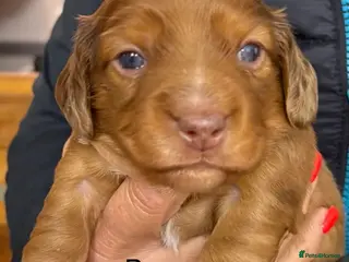 Dachshund dogs Long hair dachshunds - Advert 18