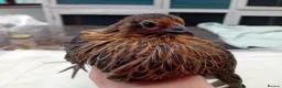 Chickens poultry for sale: Bearded Serama Trio for Loving Home - Advert 16