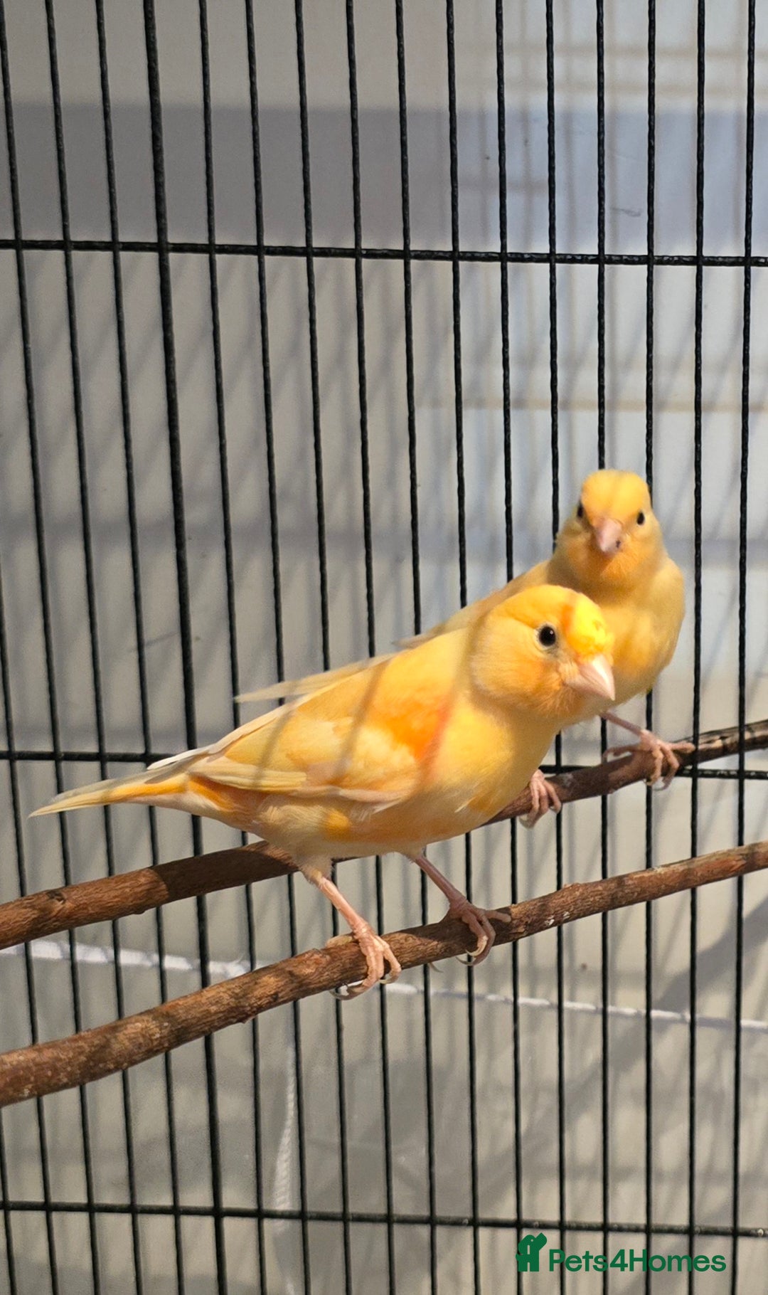 Canaries birds for sale: canaries for sale  - Advert 4