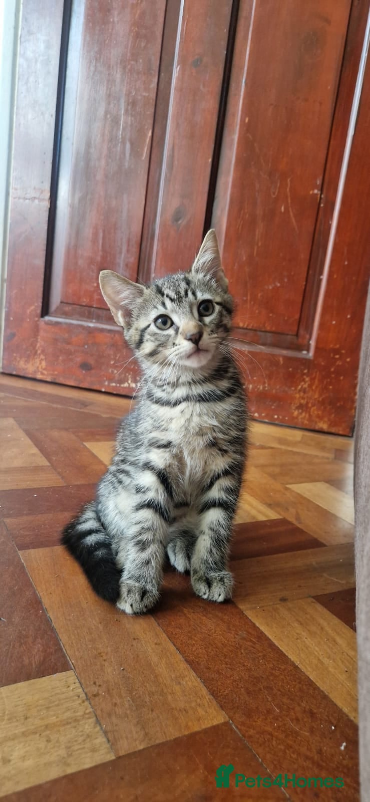 Mixed Breed cats Domestic Cat - Advert 4