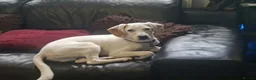 Mixed Breed dogs for sale: Handsome Paddy in Addlestone - Advert 4