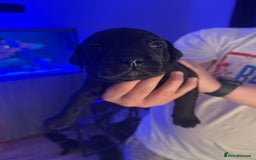 Mixed Breed dogs for sale: Beautiful Labrador cross puppies🐶 - Image 5