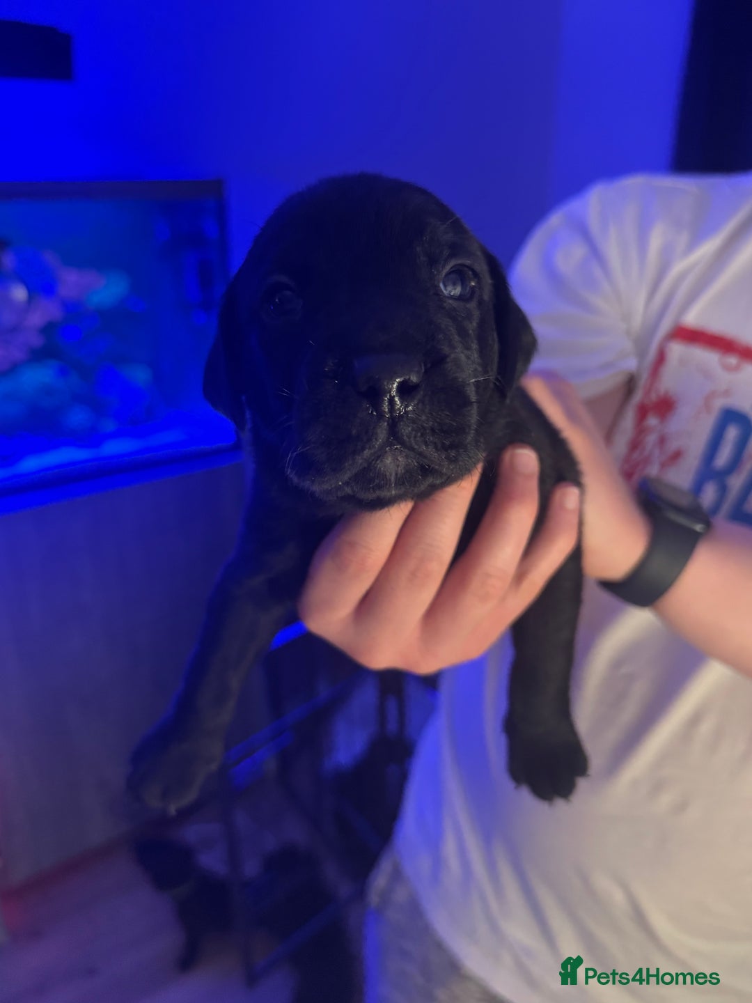 Mixed Breed dogs for sale: Beautiful Labrador cross puppies🐶 - Image 5
