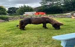 Shetland pony horses for sale: Miniature Shetland  - Image 8