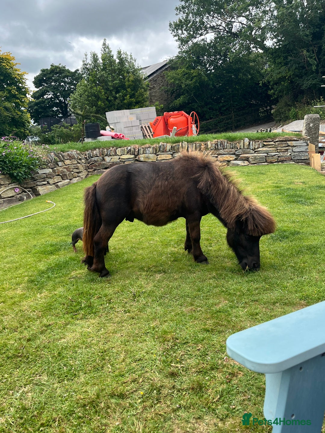 Shetland pony horses for sale: Miniature Shetland  - Image 8