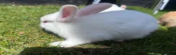 Mixed Breed rabbits for sale: Child friendly, Mixed breed rabbits  - Advert 11